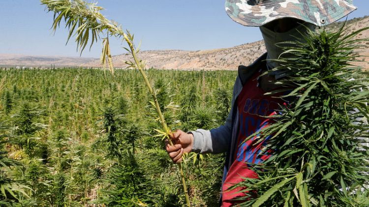 Lebanese cannabis farmers hope legalisation may bring amnesty