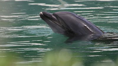 محنة أنثى الدلفين (هني) تثير غضب اليابانيين العاديين والنشطاء