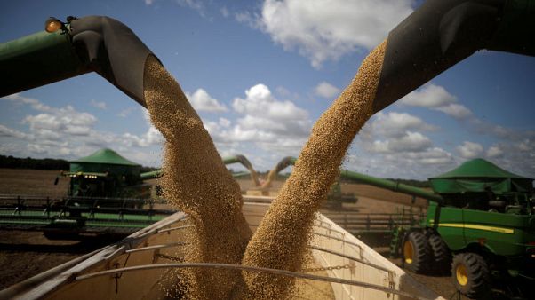 Special Report - Appetite for destruction: Soy boom devours Brazil's tropical savanna Special Report - Appetite for destruction: Soy boom devours Brazil's tropical savanna