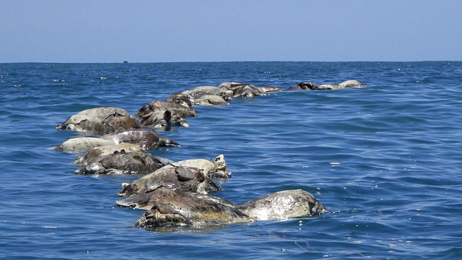About 300 endangered sea turtles found dead off Mexican coast