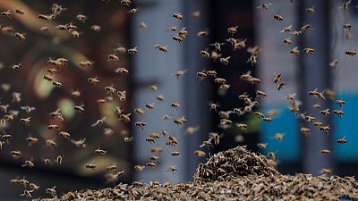 سرب من النحل يحاصر تايمز سكوير في نيويورك ويثير فضول السياح