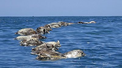 العثور على نحو 300 سلحفاة مهددة بالانقراض نافقة قبالة ساحل المكسيك