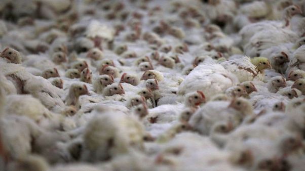 South African farmers play chicken with Trump tariffs South African farmers play chicken with Trump tariffs