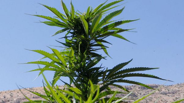 Scientists unpick how cannabis component may fight psychosis Scientists unpick how cannabis component may fight psychosis