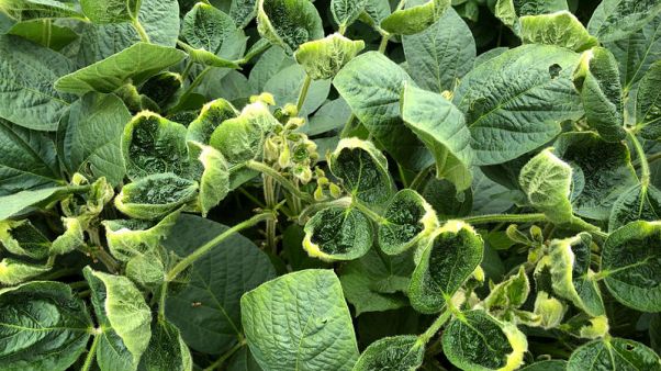 EPA should revoke Monsanto weed killer approval, groups tell U.S. court EPA should revoke Monsanto weed killer approval, groups tell U.S. court