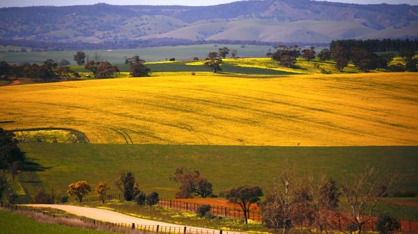 As drought grips Australia's east, giant grains trains roll to the rescue As drought grips Australia's east, giant grains trains roll to the rescue