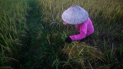 مصر تتفق على استيراد مليون طن من الأرز من فيتنام على مدى 3-4 أشهر