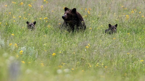 First Yellowstone-area grizzly hunt in 40 years blocked by federal judge First Yellowstone-area grizzly hunt in 40 years blocked by federal judge