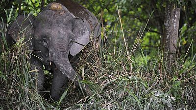 سلطات الحياة البرية الماليزية تحقق في نفوق أفيال مهددة بالانقراض