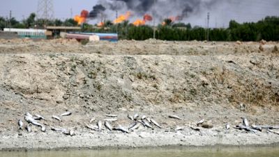 A Bassora, l'eau salée et polluée détruit tout sur son passage A Bassora, l'eau salée et polluée détruit tout sur son passage