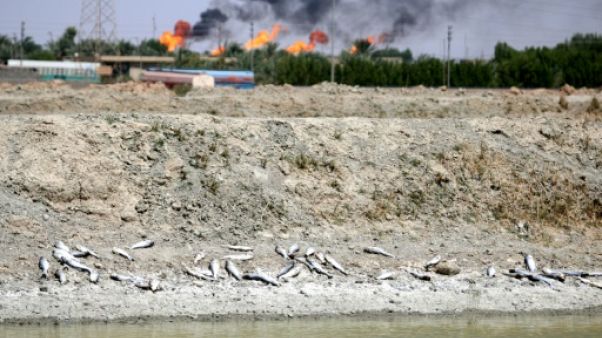 A Bassora, l'eau salée et polluée détruit tout sur son passage A Bassora, l'eau salée et polluée détruit tout sur son passage