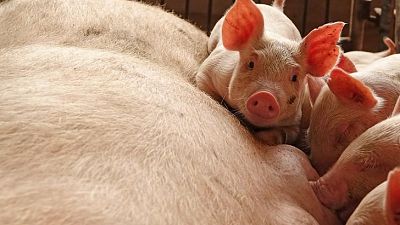 إعلام رسمي: الصين تعدم 2310 خنازير في آنهوي بعد تفشي حمى الخنازير الأفريقية