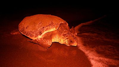 Saving Turkey's turtles from builders and boats Saving Turkey's turtles from builders and boats