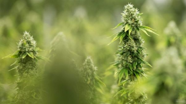 Canada: pas de joints pour les soldats avant de servir Canada: pas de joints pour les soldats avant de servir