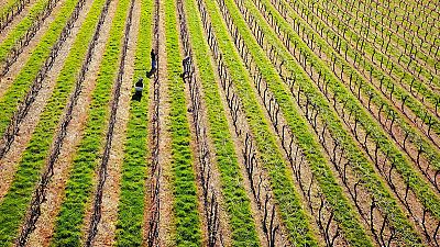 Australia's drought could produce a corker vintage Australia's drought could produce a corker vintage