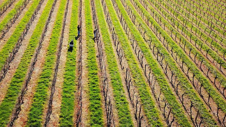 Australia's drought could produce a corker vintage