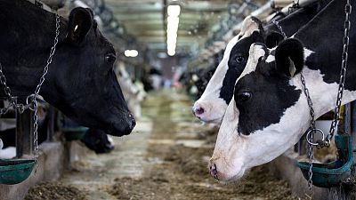 U.S. agriculture chief - NAFTA deal must end Canada's milk protein scheme