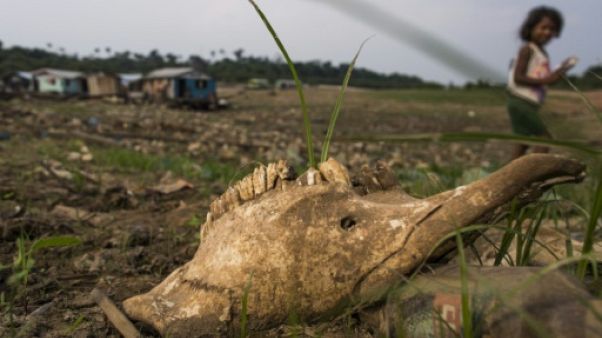Une carcasse d'animal dans le lit du Rio Negro, en Amazonie brésilienne Une carcasse d'animal dans le lit du Rio Negro, en Amazonie brésilienne