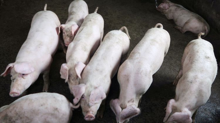 China bans live hog transport from 10 new regions to stem swine fever spread