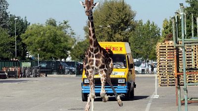 Giraffa morì a Imola, assolto il circo