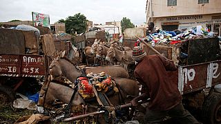 في مالي .. الحمير لمحاربة القمامة والحفاظ على نظافة باماكو