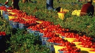 Arrestato 'caporale' in Puglia Arrestato 'caporale' in Puglia
