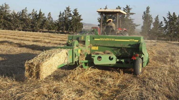 تجار: تونس تطرح مناقصة لشراء القمح الصلد واللين وعلف الشعير