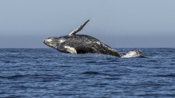 Baleines: la CBI dit non au retour de la chasse, le Japon menace de partir Baleines: la CBI dit non au retour de la chasse, le Japon menace de partir