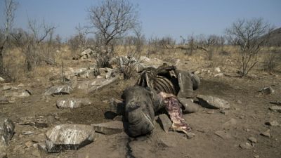 En Afrique, le braconnage inquiète les professionnels du tourisme