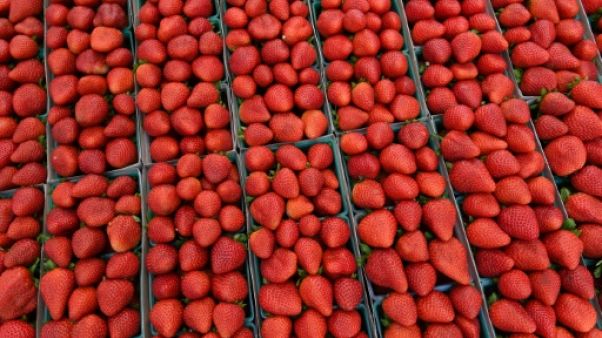 La culture de fraises en Australie menacée par un mystérieux sabotage La culture de fraises en Australie menacée par un mystérieux sabotage