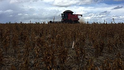 U.S. soy seizes EU market, bolstering Trump trade deal U.S. soy seizes EU market, bolstering Trump trade deal
