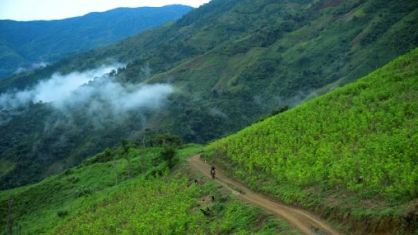 Une plantation de coca à Pueblo Nuevo, le 10 juillet 2016 en Colombie Une plantation de coca à Pueblo Nuevo, le 10 juillet 2016 en Colombie