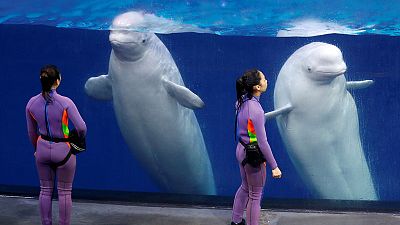 Tidal wave of Chinese marine parks fuels murky cetacean trade Tidal wave of Chinese marine parks fuels murky cetacean trade