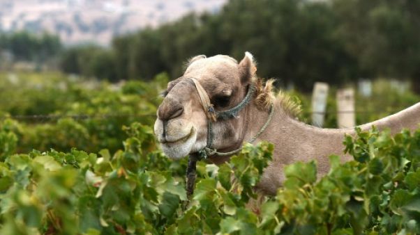 Vent du désert, dromadaire et bio: au Maroc, le vignoble de l'extrême Vent du désert, dromadaire et bio: au Maroc, le vignoble de l'extrême