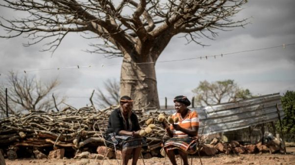 Afrique du Sud: le fruit du baobab, au bonheur des dames Afrique du Sud: le fruit du baobab, au bonheur des dames