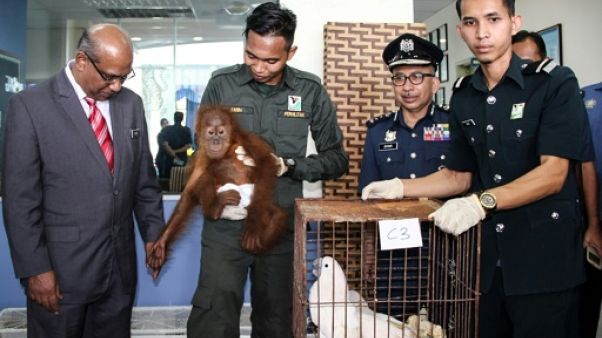 Orangs-outans et bébés crocodiles saisis dans un bateau de trafiquants au large de la Malaisie Orangs-outans et bébés crocodiles saisis dans un bateau de trafiquants au large de la Malaisie