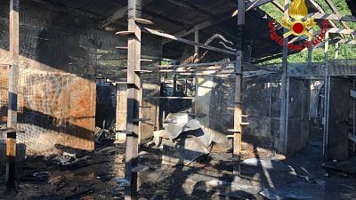 Brucia gattile, morti più di 100 mici Brucia gattile, morti più di 100 mici