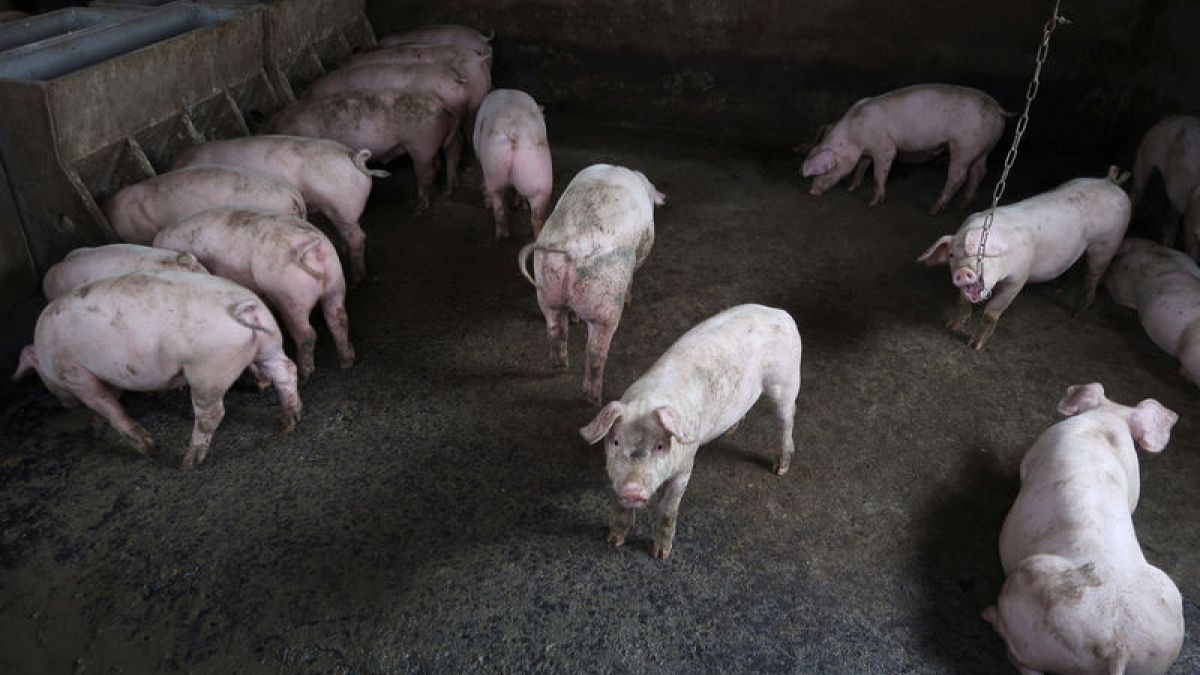الصين ترصد بؤرة جديدة لحمى الخنازير الأفريقية