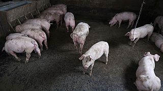 الصين ترصد بؤرة جديدة لحمى الخنازير الأفريقية