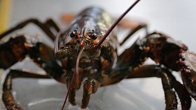 U.S.-China trade war triggers seafood supply chain shake-up U.S.-China trade war triggers seafood supply chain shake-up