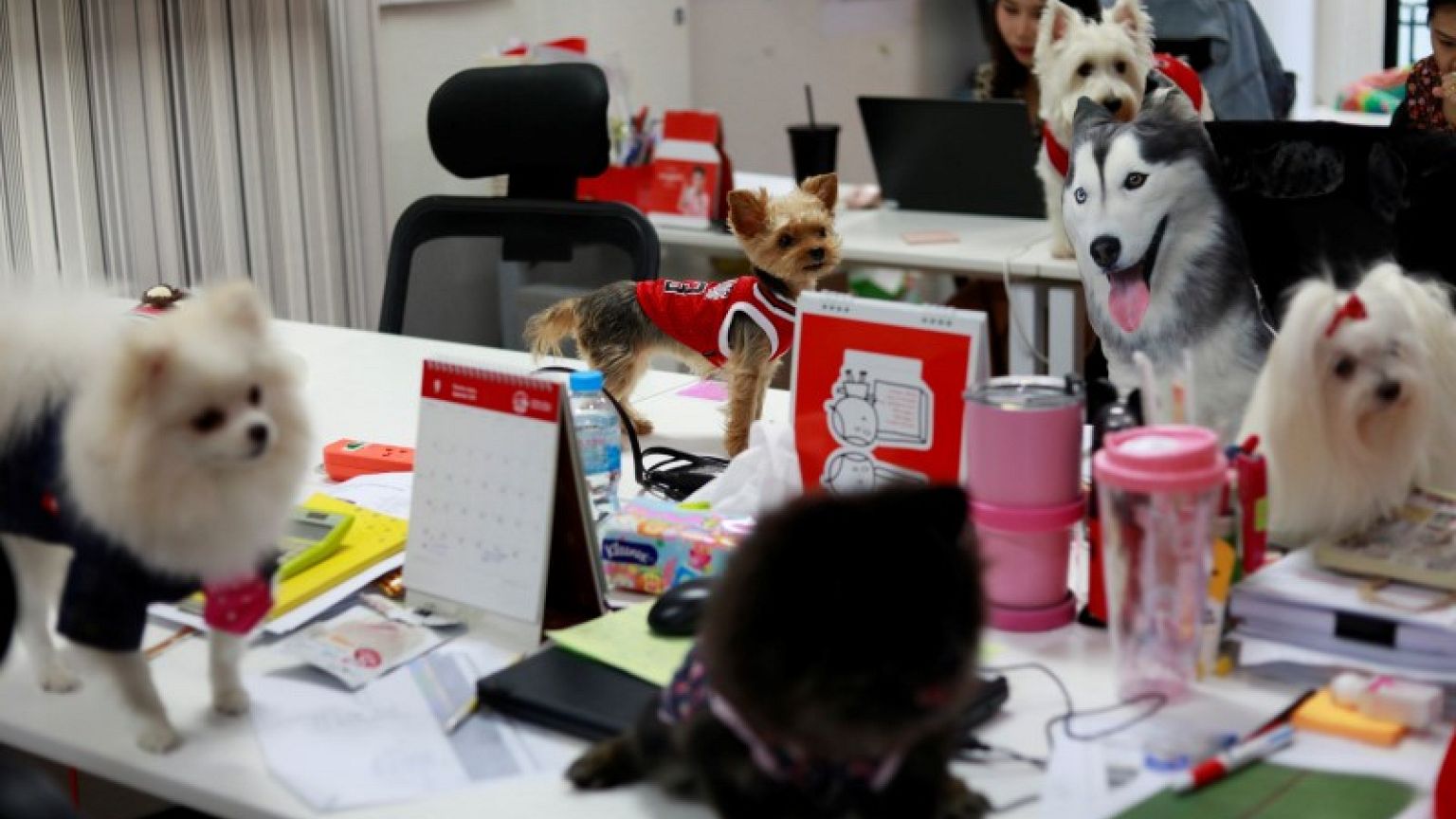 Putting on the dog - Thai ad agency employees bring pets to work