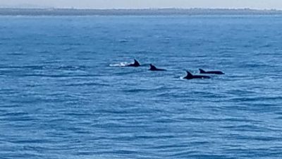 Delfini avvistati tra Fiumicino ed Ostia