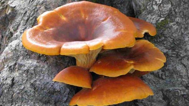 Cinque intossicati da funghi a Modena Cinque intossicati da funghi a Modena