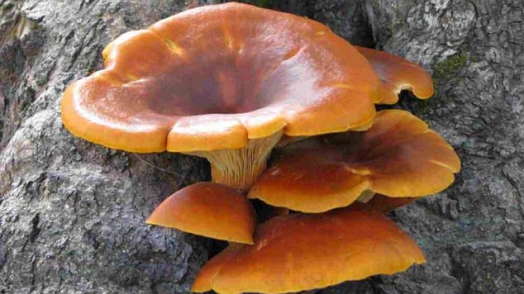 Cinque intossicati da funghi a Modena
