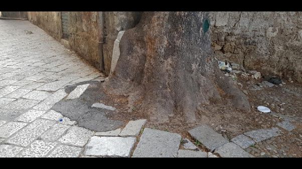 Legambiente, salvare platano a Palermo Legambiente, salvare platano a Palermo