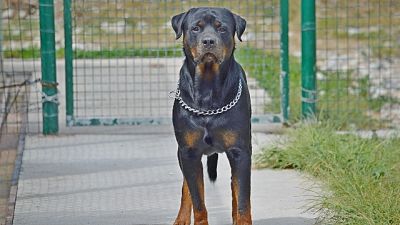 Rottweiler morde bimbo,padrone lo uccide