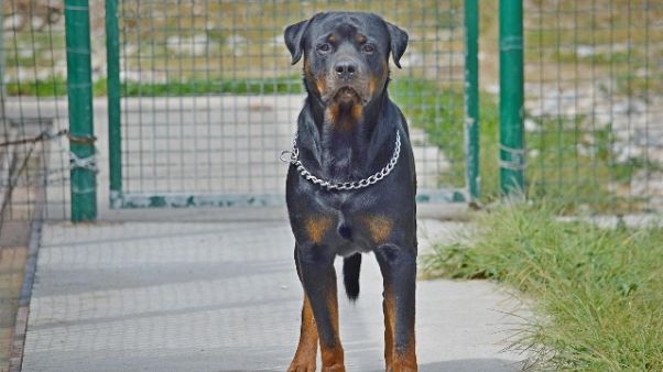 Rottweiler morde bimbo,padrone lo uccide Rottweiler morde bimbo,padrone lo uccide