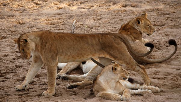 Tanzanian rangers harness new technology to fight poachers Tanzanian rangers harness new technology to fight poachers