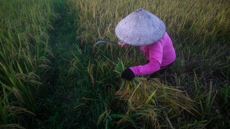 توقع نمو صادرات الأرز الفيتنامية 26.9% في 2018