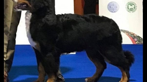 Cane junior più bello d'Europa è ligure Cane junior più bello d'Europa è ligure